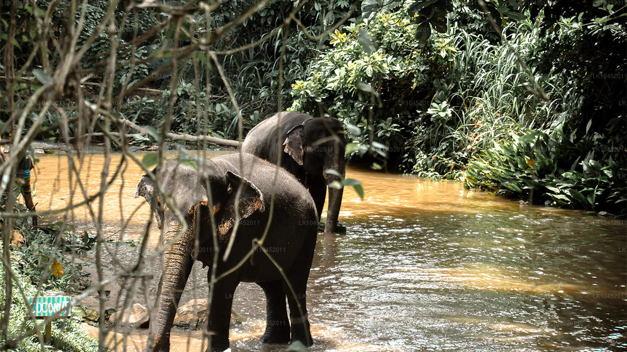 Two elephants standing in a shallow river surrounded by dense green jungle vegetation.