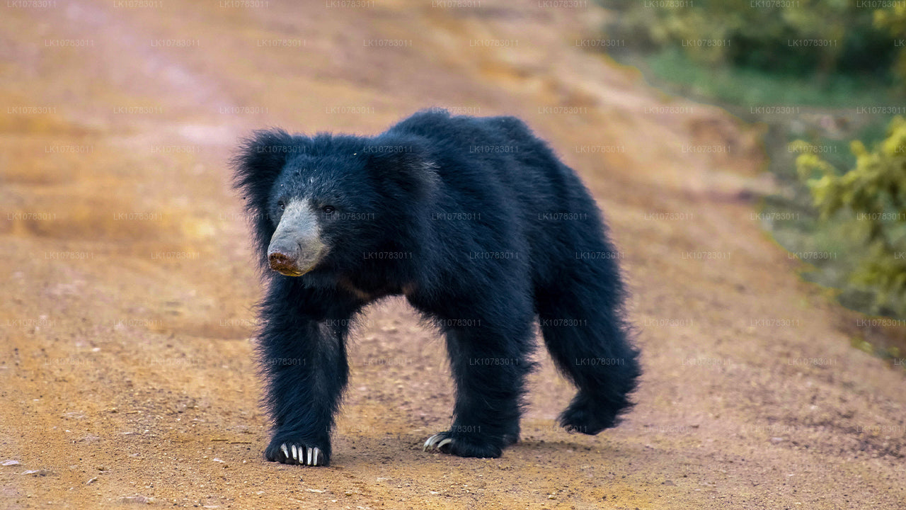 The Big 5 in Southern Coast Season (7 Days)