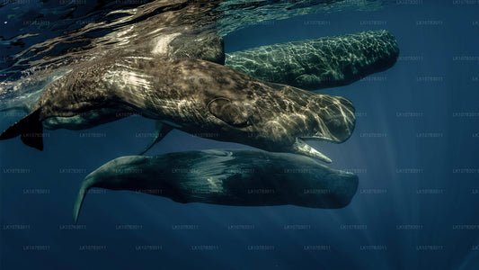 The Big 5 in Southern Coast Season (7 Days)