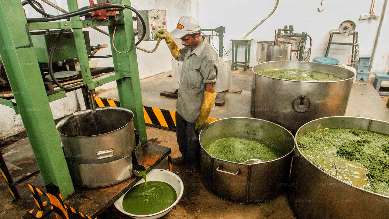 Relief and Relaxation with Siddhalepa (8 Days)