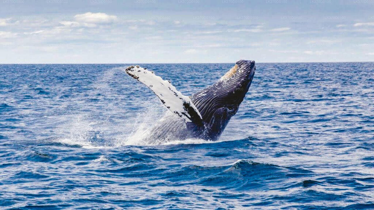 Whale Watching from Bentota on Shared Boat