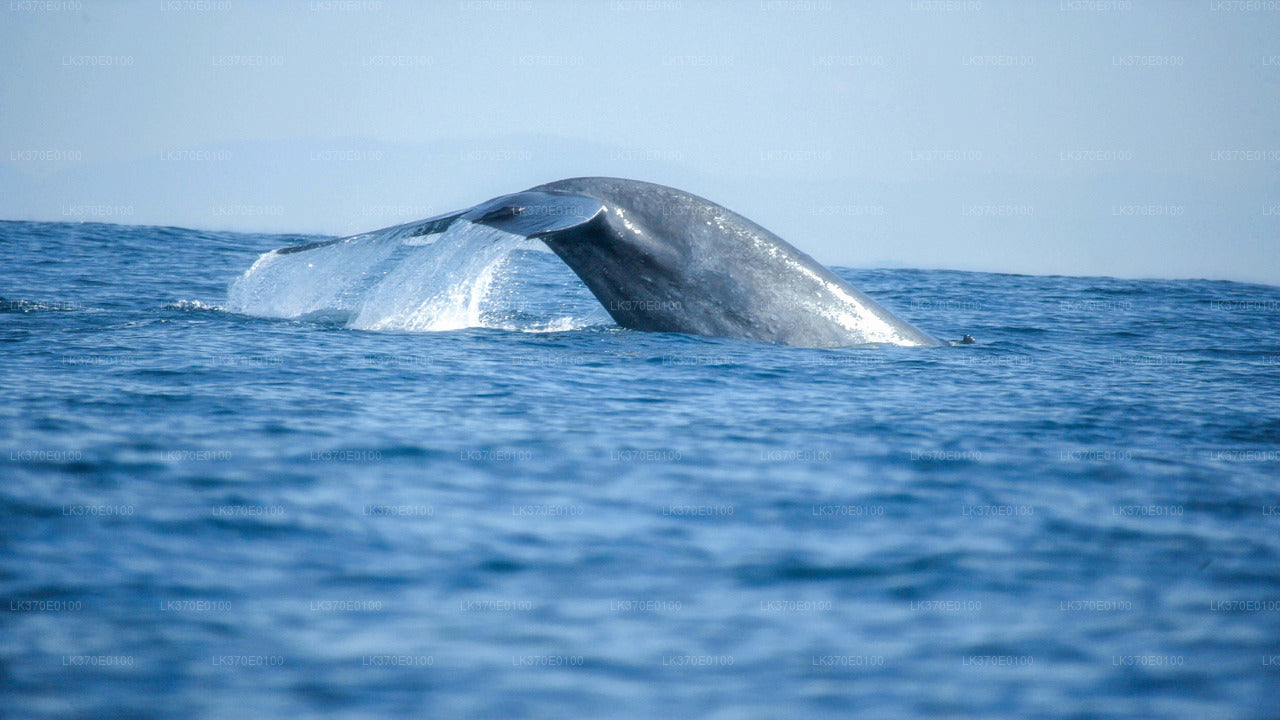 Whale Watching from Beruwala on Shared Boat
