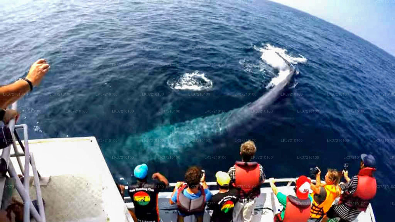 Whale Watching from Tangalle on Shared Boat