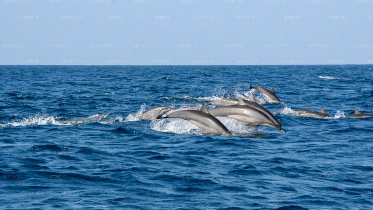 Whale Watching from Balapitiya on Shared Boat