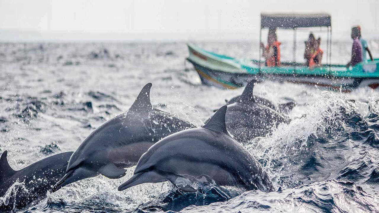 Dolphin Watching from Kalpitiya