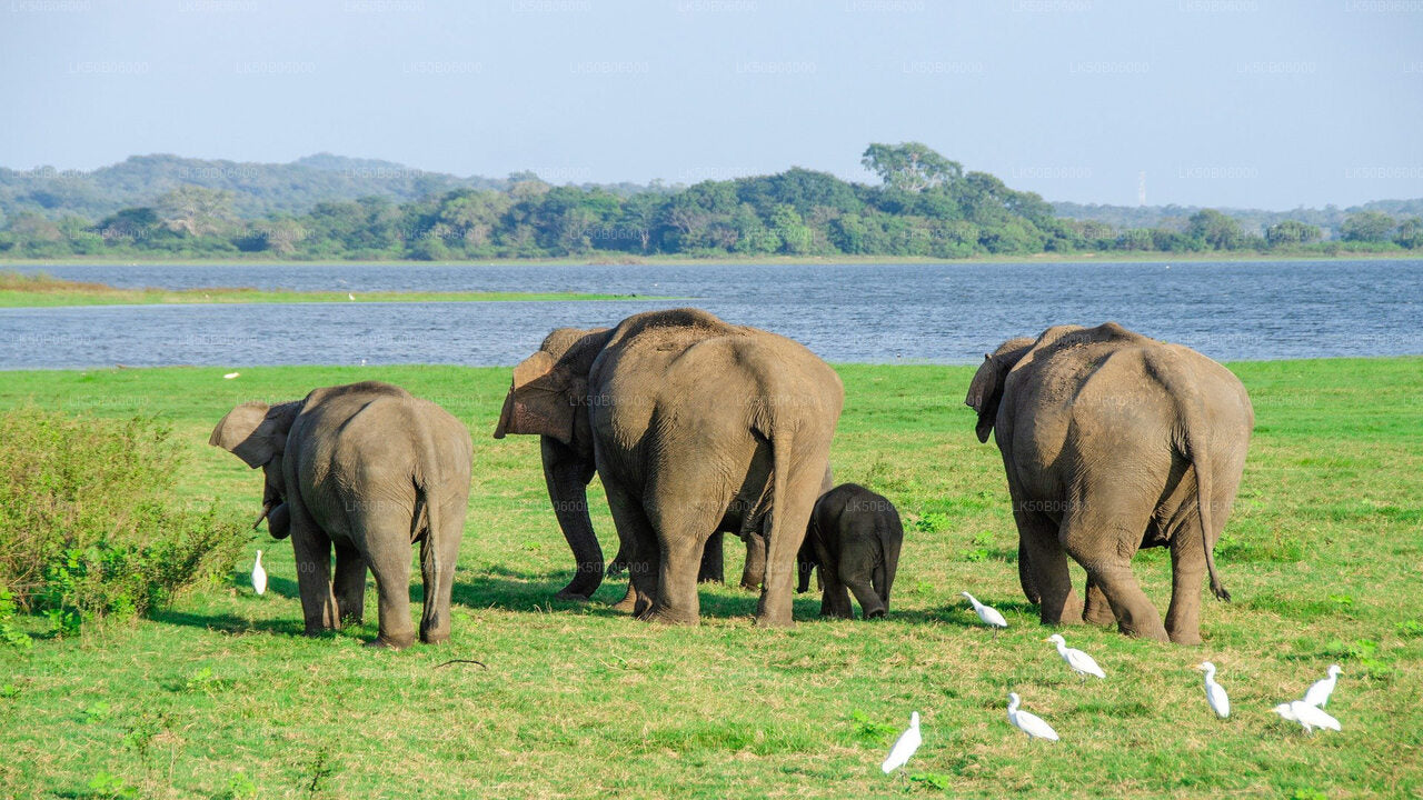 Minneriya National Park Private Safari from Dambulla
