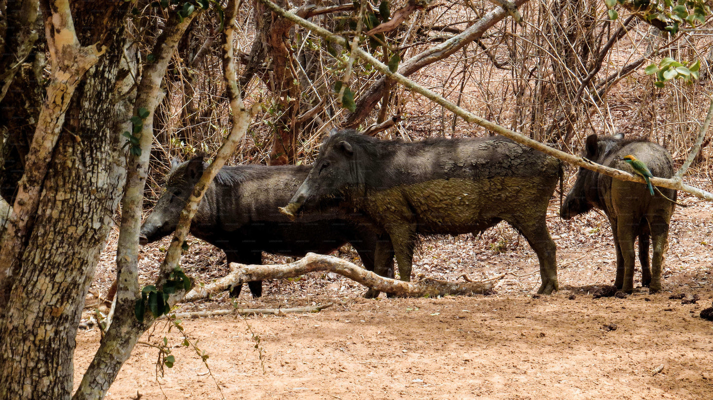 Group of wild boars standing together in a dry forest clearing.