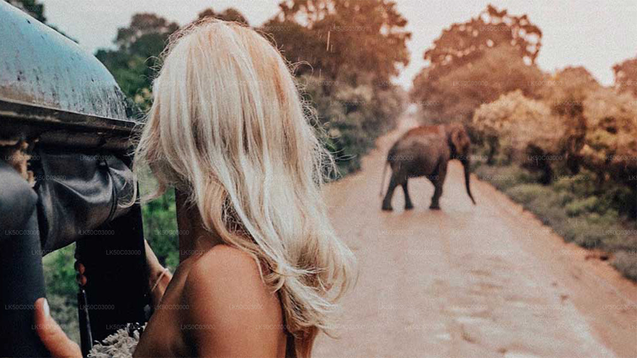 Woman on a safari jeep watching a wild elephant crossing the dirt road ahead.
