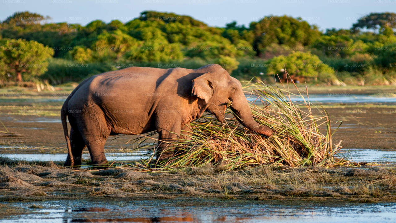Kumana National Park Safari from Arugam Bay
