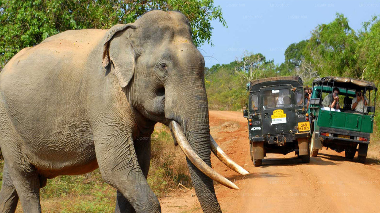 Wasgamuwa National Park Private Safari