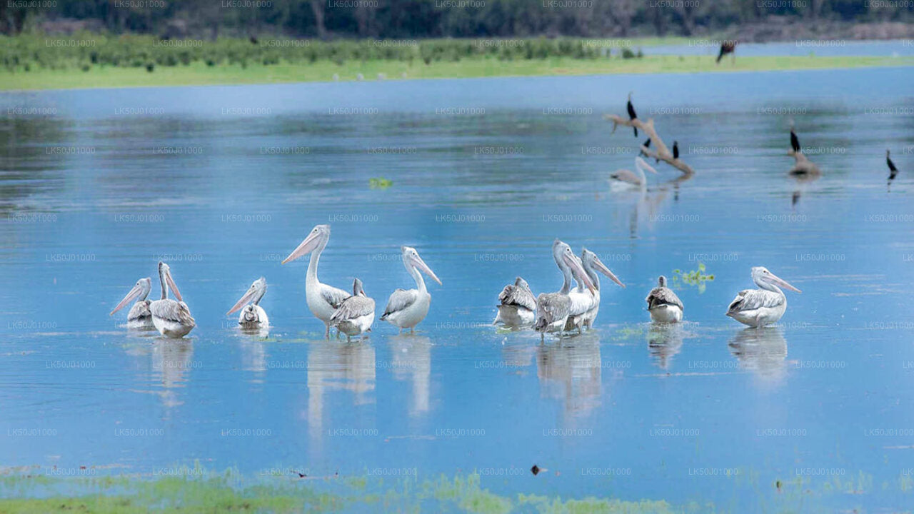 Group of spot-billed pelicans standing and wading in shallow blue water with more birds in the background.