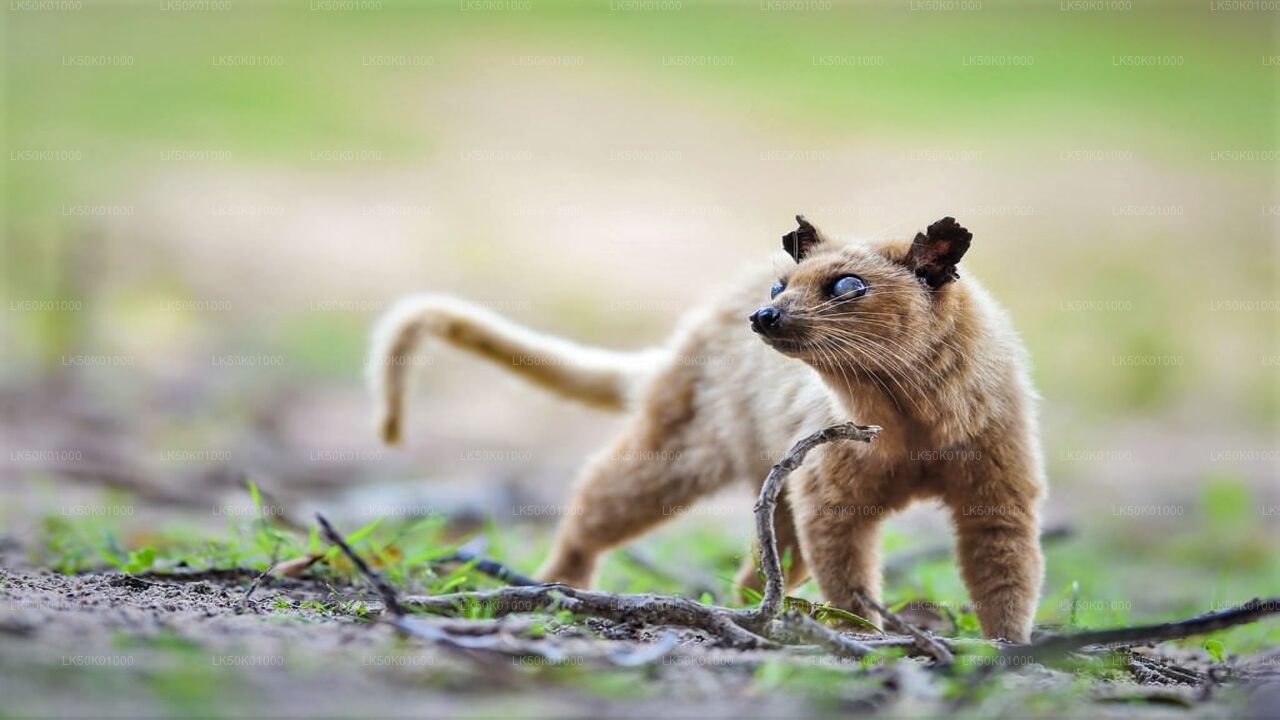 A close-up image of a wild animal, possibly a type of wild dog or hyena, standing on a branch in a natural outdoor setting.