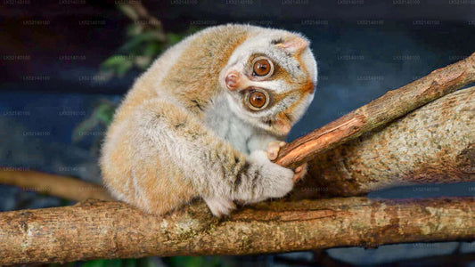 Loris Watching from Yala