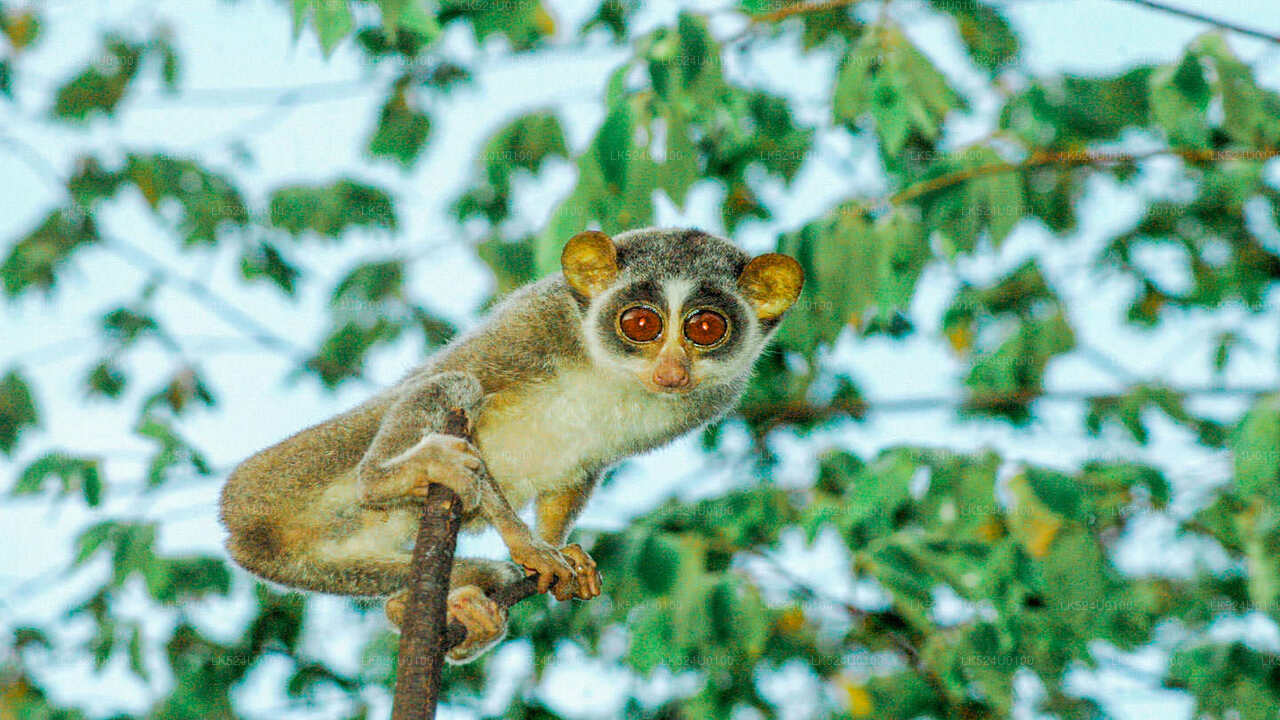 Loris Watching from Sinharaja Rainforest