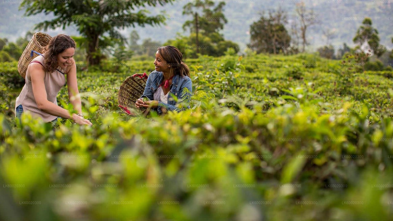 Two women picking tea leaves in a lush green tea plantation with baskets on their backs.