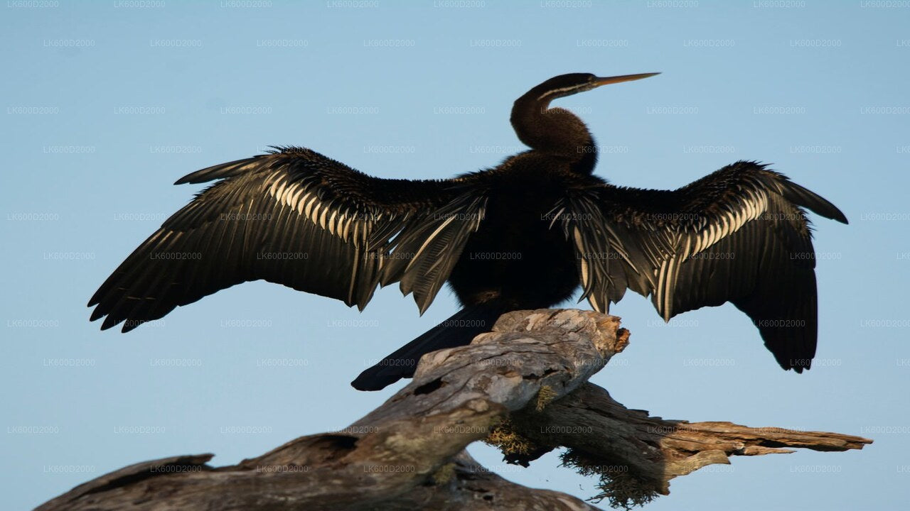 Bundala National Park Safari from Bentota