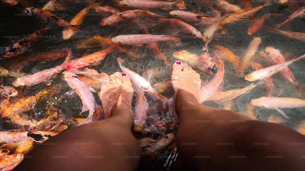 Bentota City Tour and Galle from Beruwala