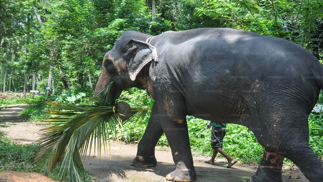 Millennium Elephant Foundation Visit from Colombo Airport