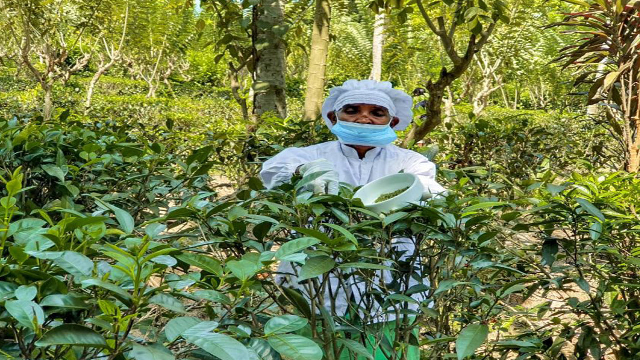 Balapitiya, Handunugoda and Galle from Bentota