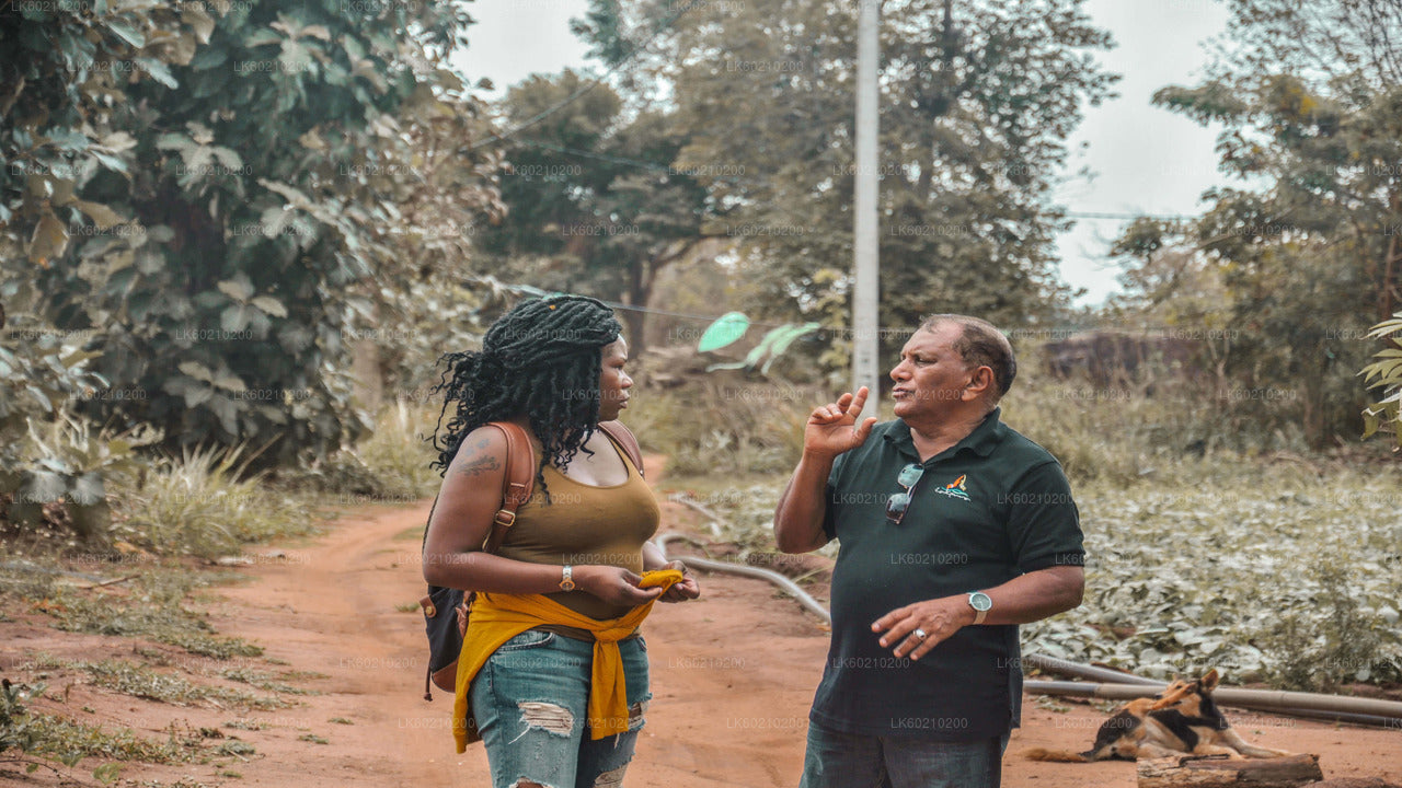 Sigiriya Rock and Wild Elephant Safari from Dambulla