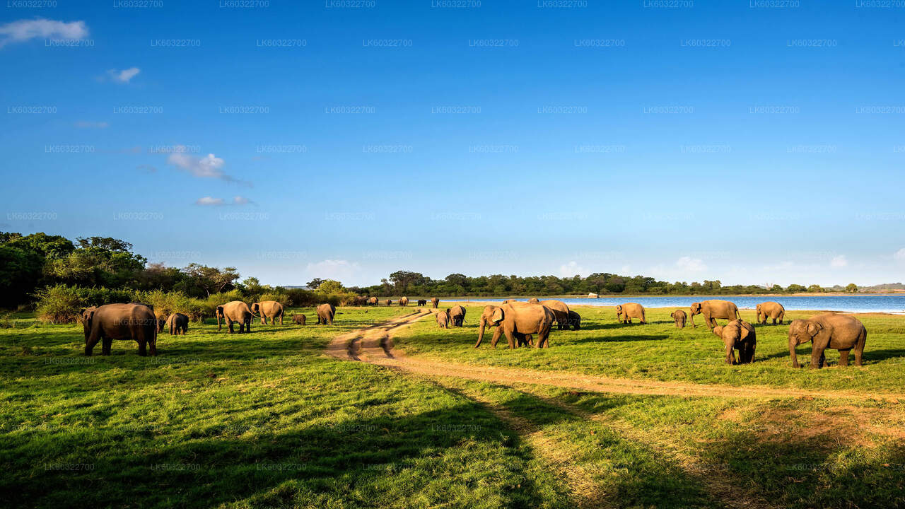 Minneriya National Park Private Safari from Habarana
