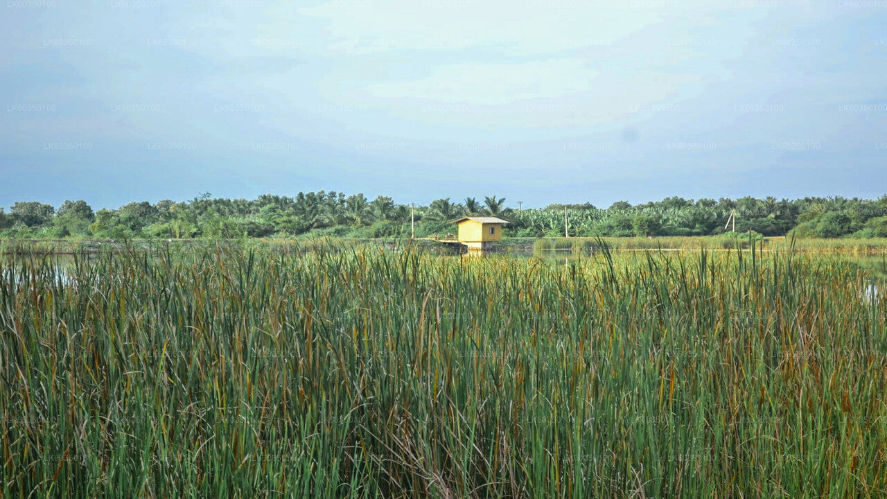 Village Experience from Tissamaharama