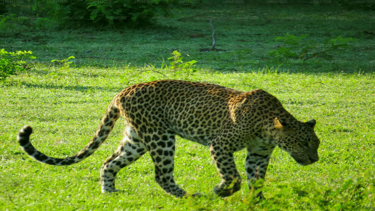 A leopard walking in a grassy field with trees in the background.