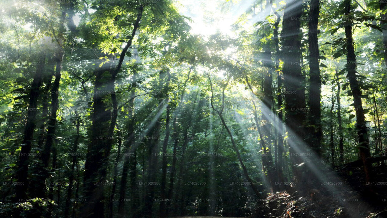 Udawattakele Forest Reserve Hike from Kandy