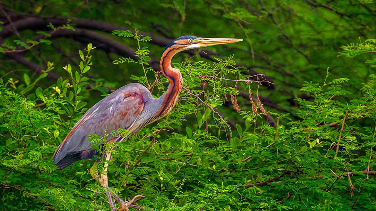 Birdwatching by Boat at Kalametiya Sanctuary from Tangalle