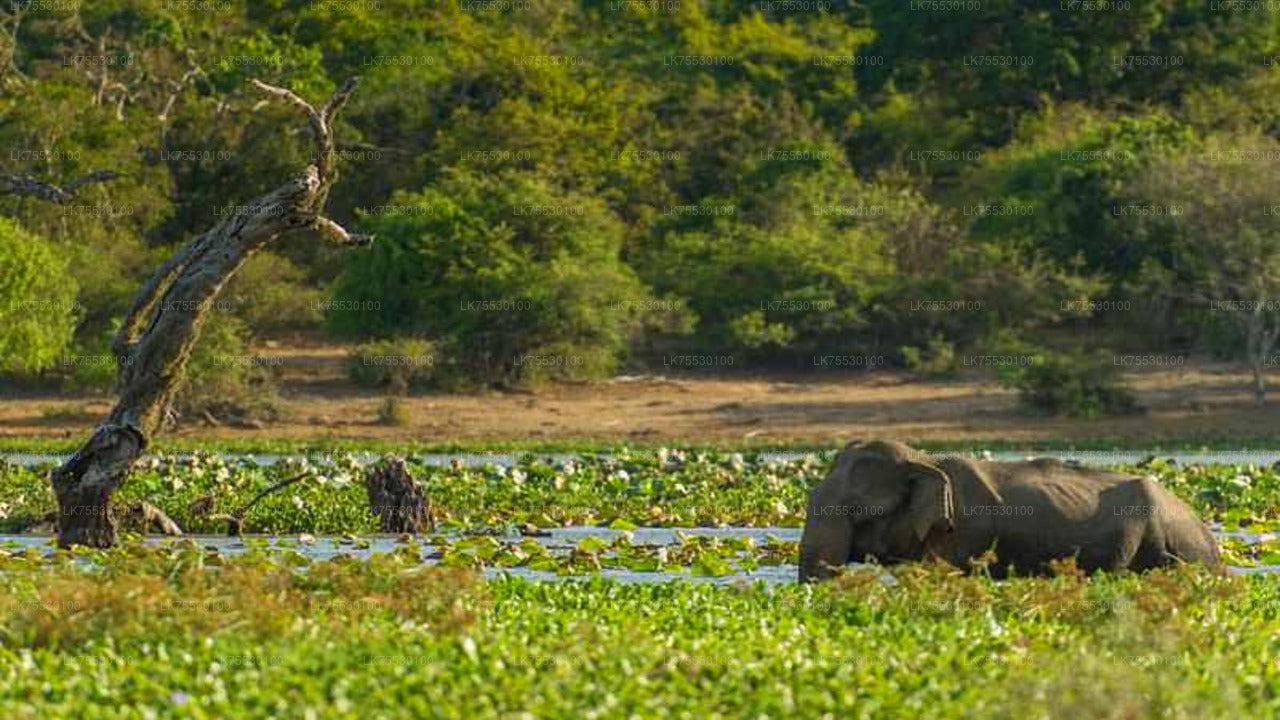 Birdwatching from Kumana National Park