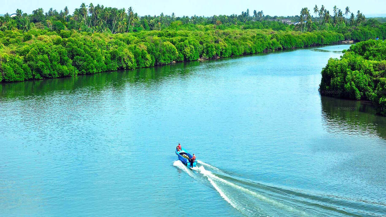 Birdwatching at Muthurajawela Marsh from Mount Lavinia
