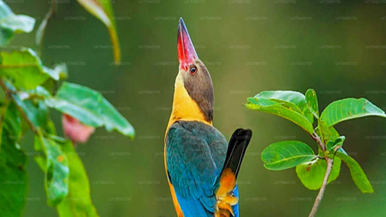 Birdwatching Trek at Anawilundawa Sanctuary from Mount Lavinia