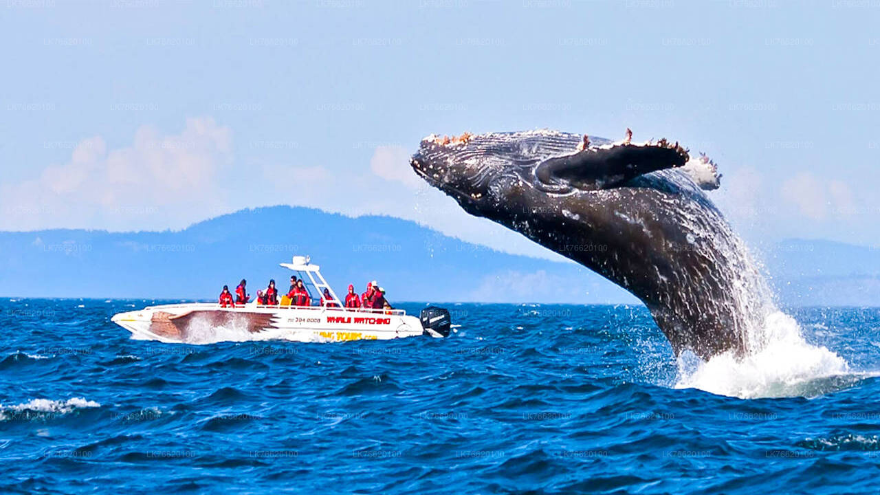 Whale Watching from Talpe on Shared Boat