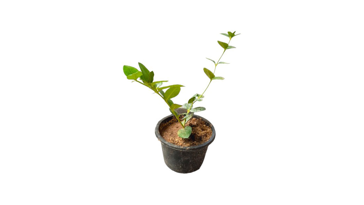 Lakpura Sweet Jamson Layered Plant