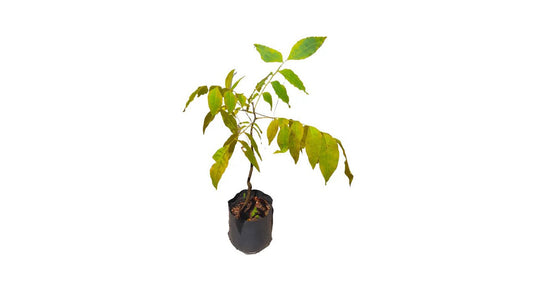 Lakpura Wedapana Plant